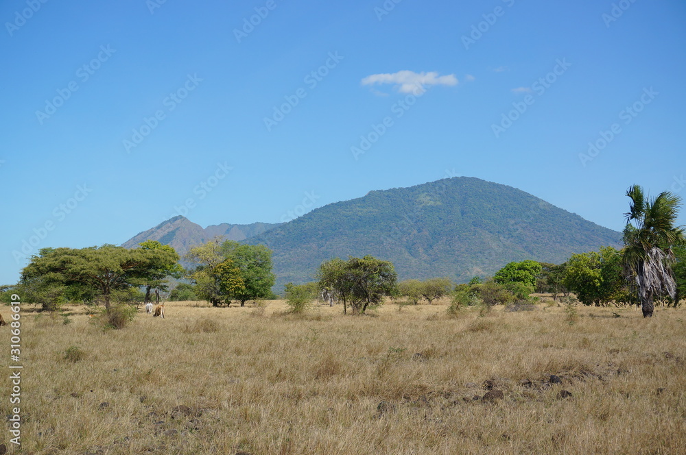 The savanna is dominated by dry grass and a few trees that spread wide with mountain and canyon background, it can be seen that some savanna inhabitants are looking for food. The savanna is dominated by dry grass and a few trees that spread wide with mountain and canyon background, it can be seen that some savanna inhabitants are looking for food.