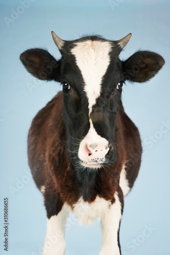 Cow Against Blue Sky