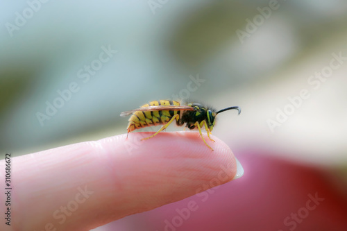 small dangerous insect wasp stings a man's finger with a sharp needle in a summer garden photo