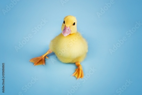 Duckling On Blue Background
