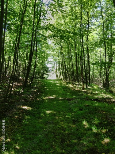 Forest path