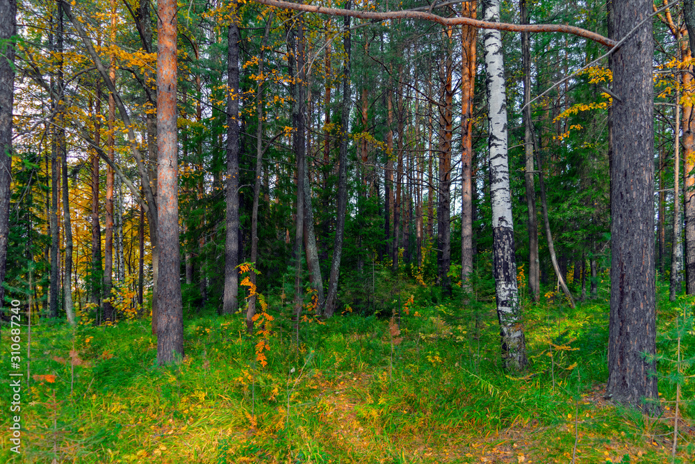 Obraz premium A sunny day in the autumn forest. The warm autumn sun illuminates the path in the colorful autumn forest.
