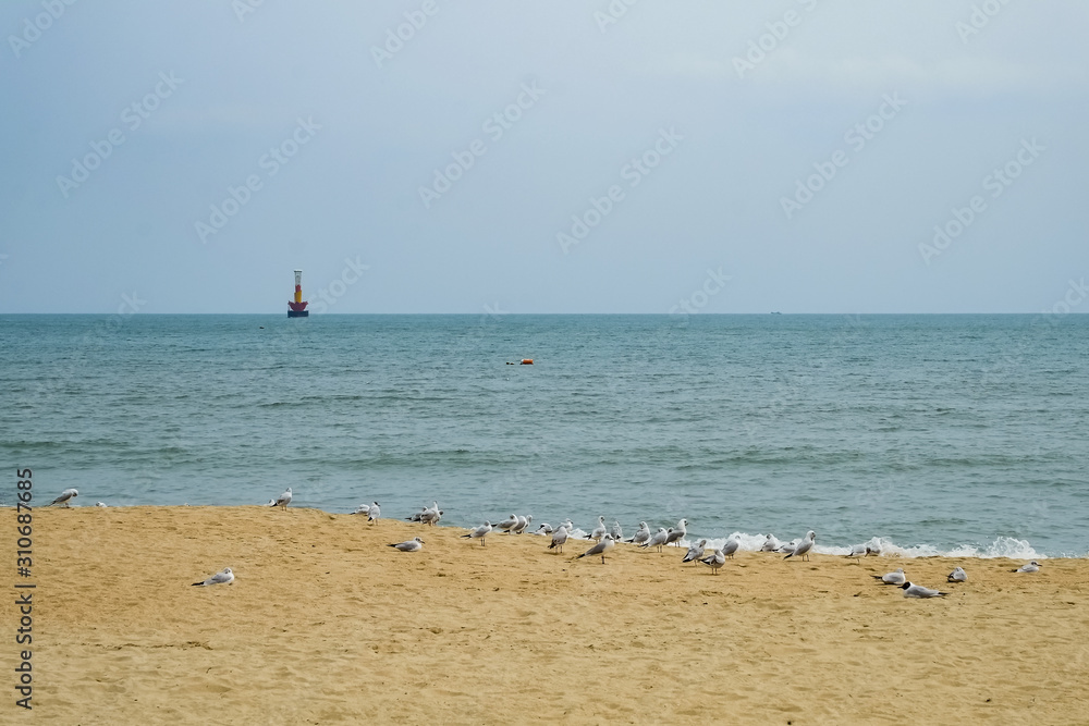 Seagulls on the beach in busan,south korea