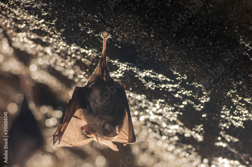 Close up small awake horseshoe bat cleaning wings, hanging upside down on top of cold natural rock cave preparing hibernation. Creative wildlife photography. Creatively illuminated blurry background.