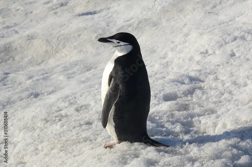 One penguin in snow on the shore of Antarctica. Penguins are wat