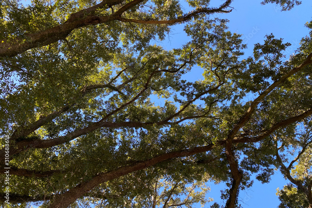 Obraz premium tree in the sky