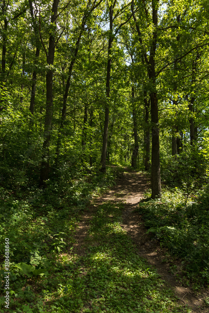 path among oaks with green leaves