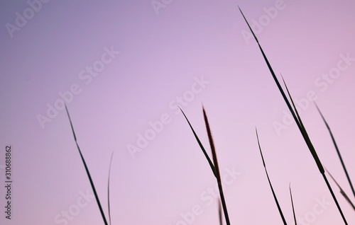 The background image of rural grass and beautiful dark light in the evening.