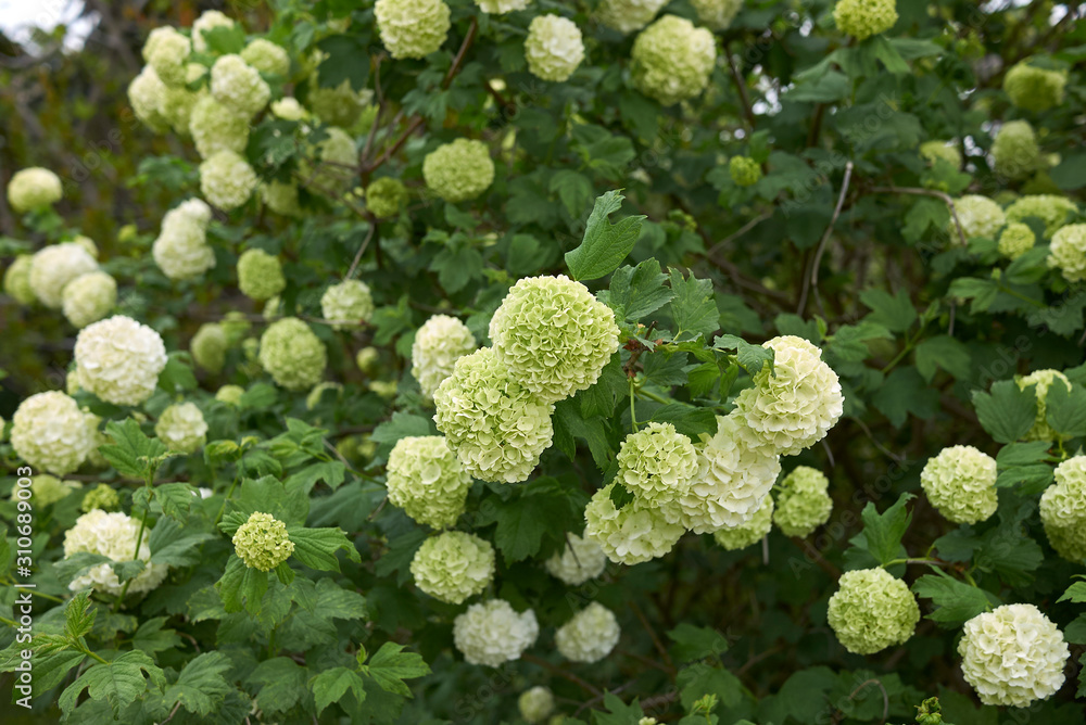 Viburnum opulus Viburnum opulus