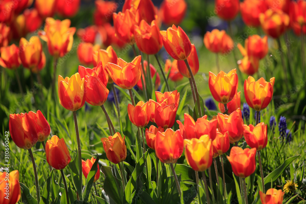 Tulpenbeet mit rot-gelben Blüten im Garten Tulpenbeet mit rot-gelben Blüten im Garten