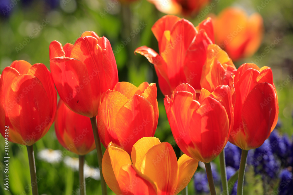Fototapeta premium Tulpenbeet mit rot-gelben Blüten im Garten