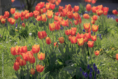 Tulpenbeet mit rot-gelben Bl  ten im Garten 