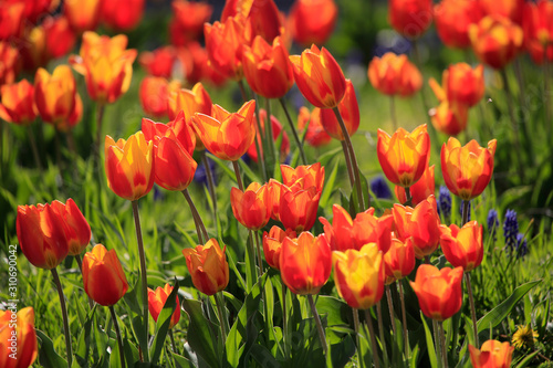 Tulpenbeet mit rot-gelben Bl  ten im Garten 