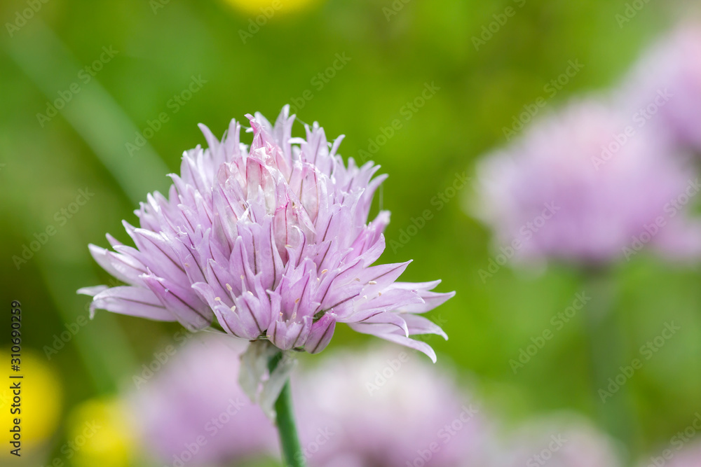 Detail of chives seasonal flowers