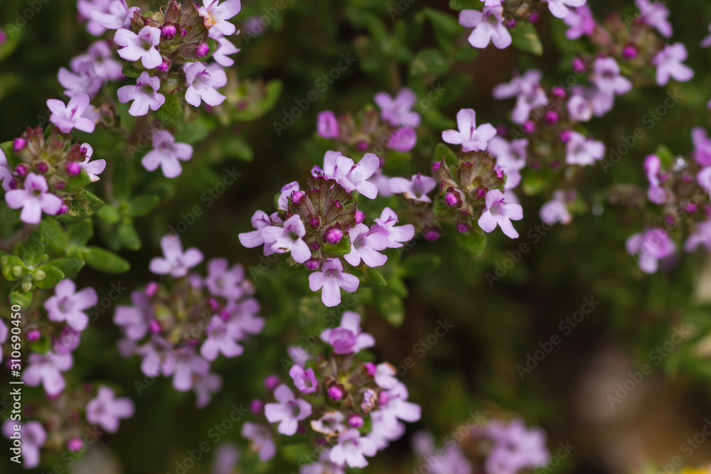 Thymus aromatic plant with flowers