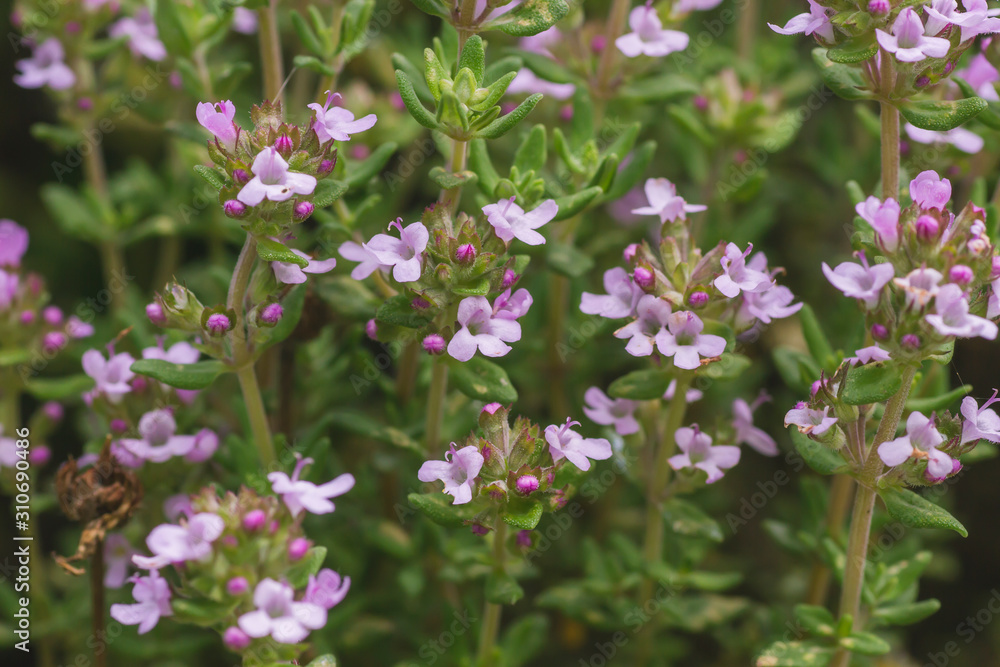 Thyme plant with blooming flowers Thyme plant with blooming flowers