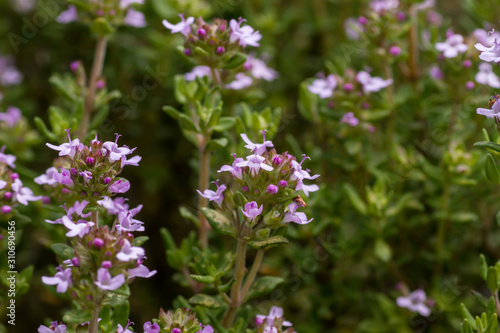 Thymus plant with flowers blooming