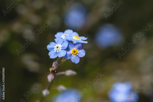 Forget me not blue flowers