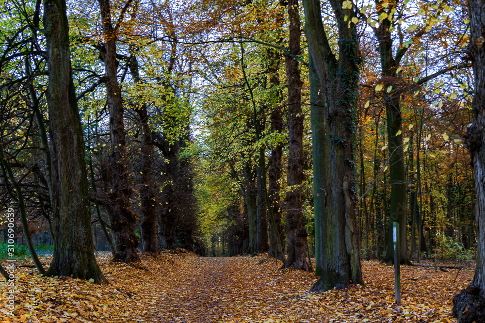 Obraz premium Scenic path cover with death leaves