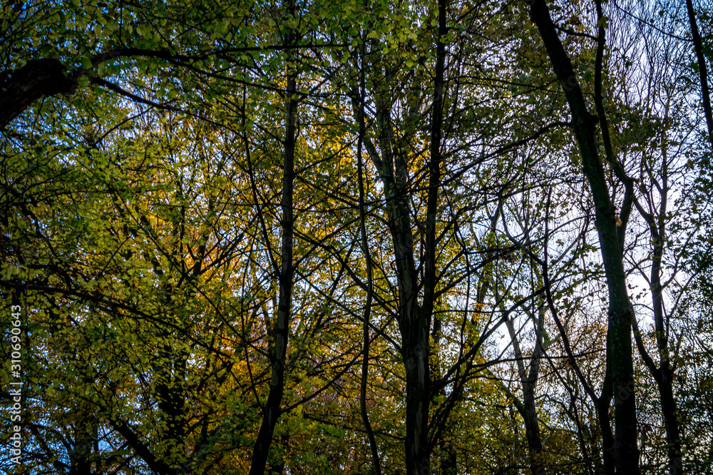 Green trees hidding blue sky
