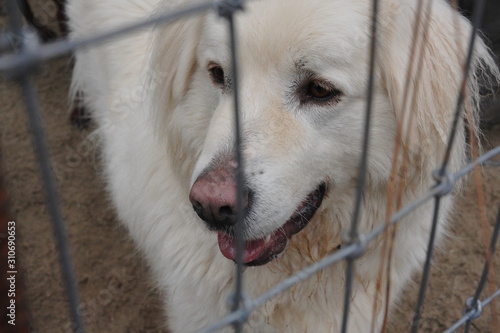 white Great Pyrenees dog behind fence