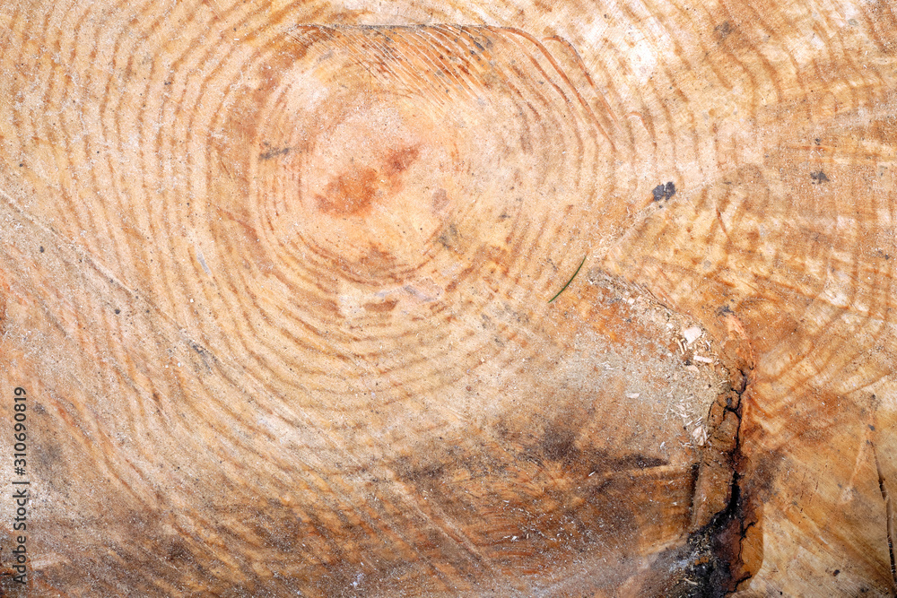 Naklejka premium Tree bark texture