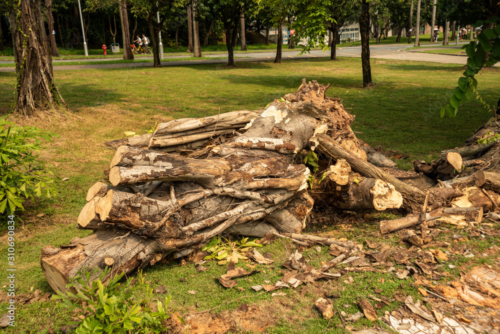 a pile of cut-off logs in a local university campus of shenzhen china