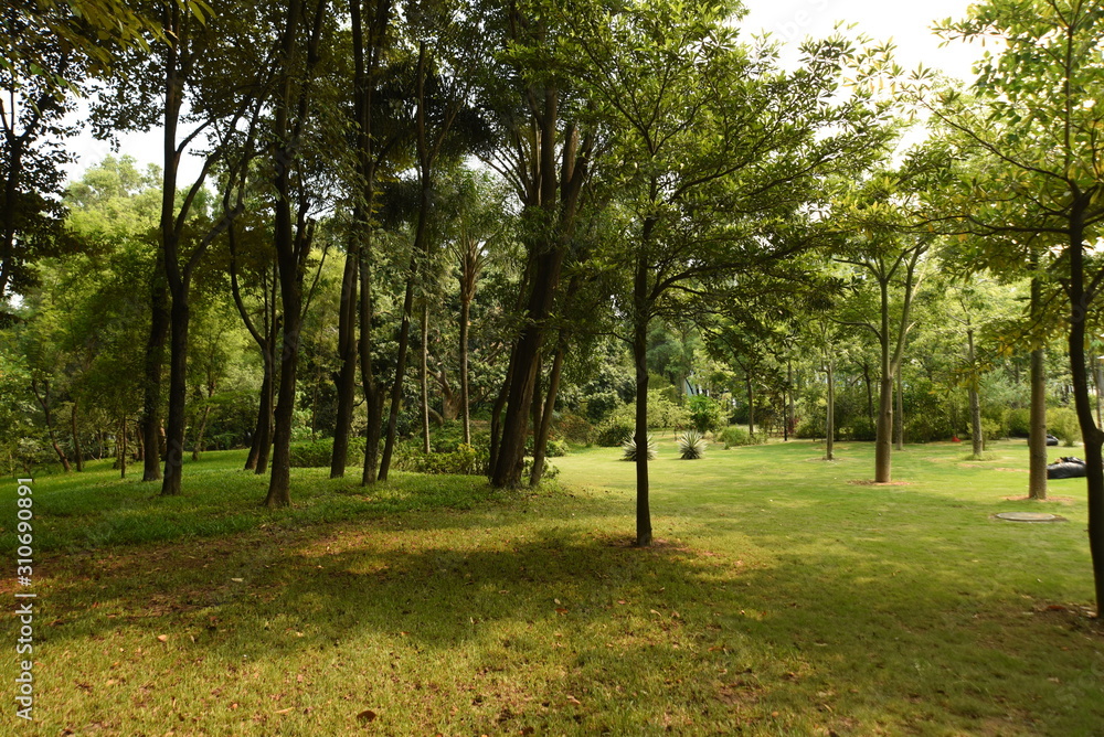 a general view of grass and woods scenery in a local university campus of shenzhen china