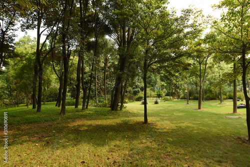 a general view of grass and woods scenery in a local university campus of shenzhen china