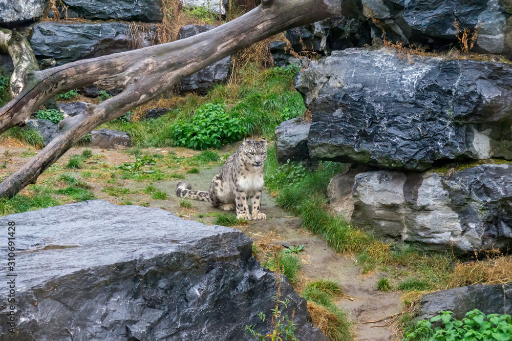 Fototapeta premium Snow leopard looking at camera