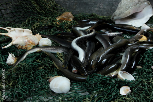 fresh lamprey on table with green fisherman's net and old wooden background photo