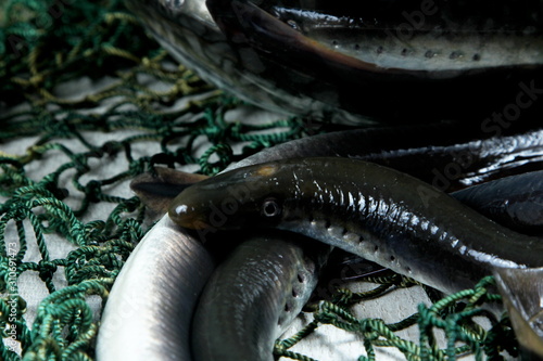 fresh lamprey close up on table with green fisherman's net and old wooden background photo