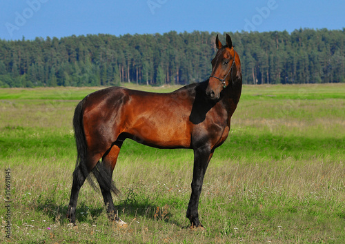 Dark bay akhal-teke stallion portrait outdoors in summer field