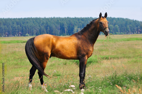 Golden buckskin akhal-teke stallion portrait outdoors in summer field