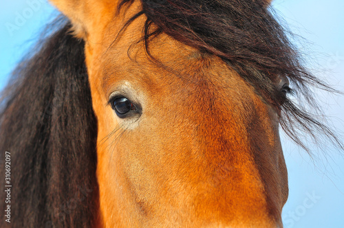 Draft horse eyes detail closeup