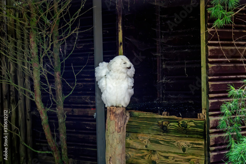 Funny white owl on a trunk