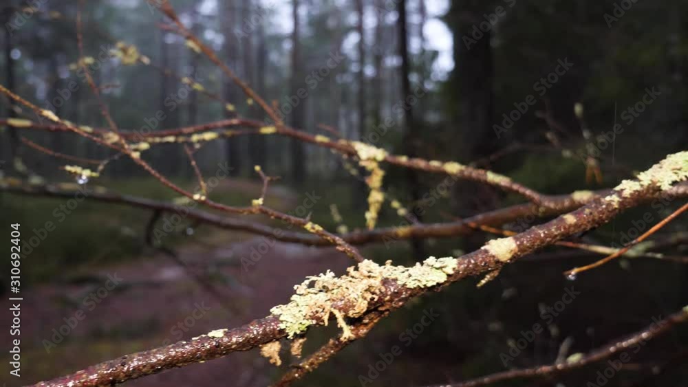 Lichen growing on a tree branch in the forest on a dark, rainy, misty day - close up sliding view Lichen growing on a tree branch in the forest on a dark, rainy, misty day - close up sliding view