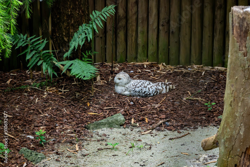 White owl on the ground wide view