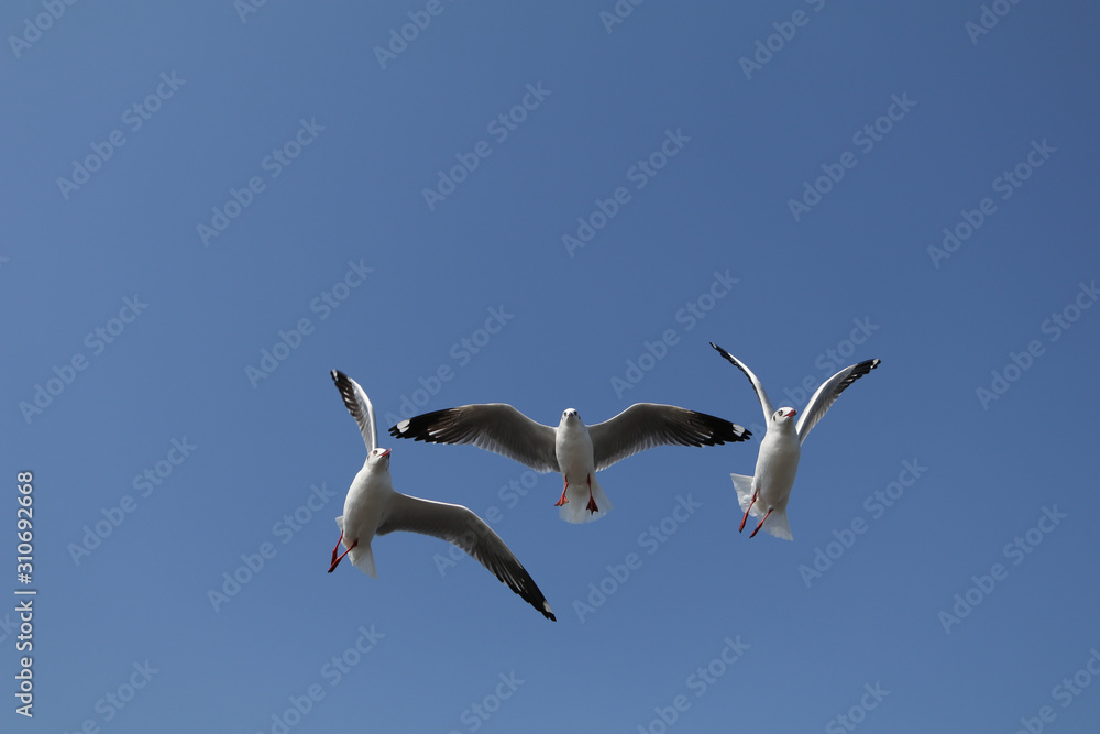 There are 3 seagull bird in flying action at Bang Pu, Thailand on the white background and cliping path. There are 3 seagull bird in flying action at Bang Pu, Thailand on the white background and cliping path.