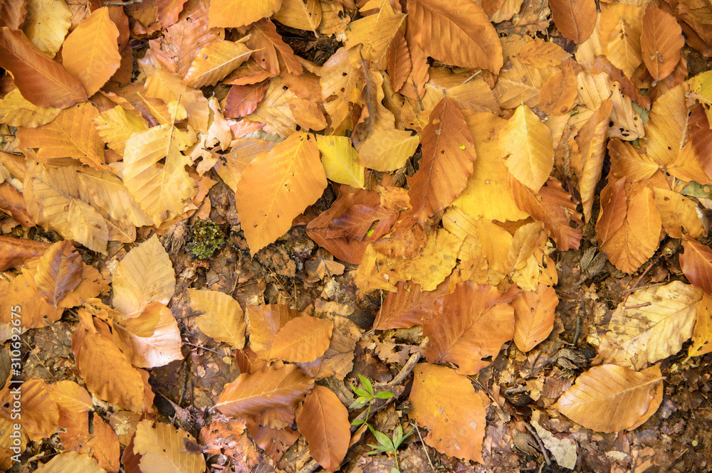 Abstract background of yellow autumn oak leaves lie curled up on the ground. Soft focus real forest. Habitat foliage