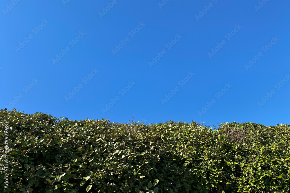 Obraz premium tree and blue sky