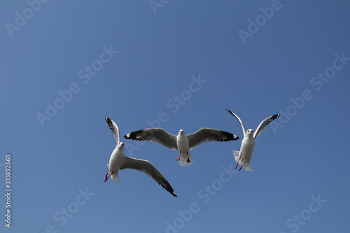 There are 3 seagull bird in flying action at Bang Pu, Thailand on the white background and cliping path.