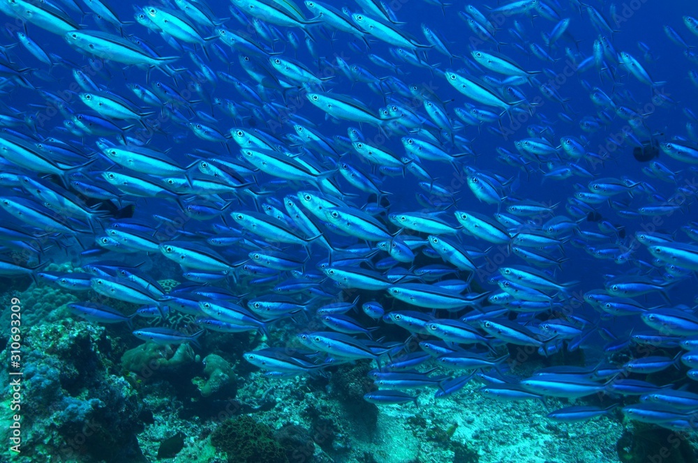 Fototapeta premium 13950019