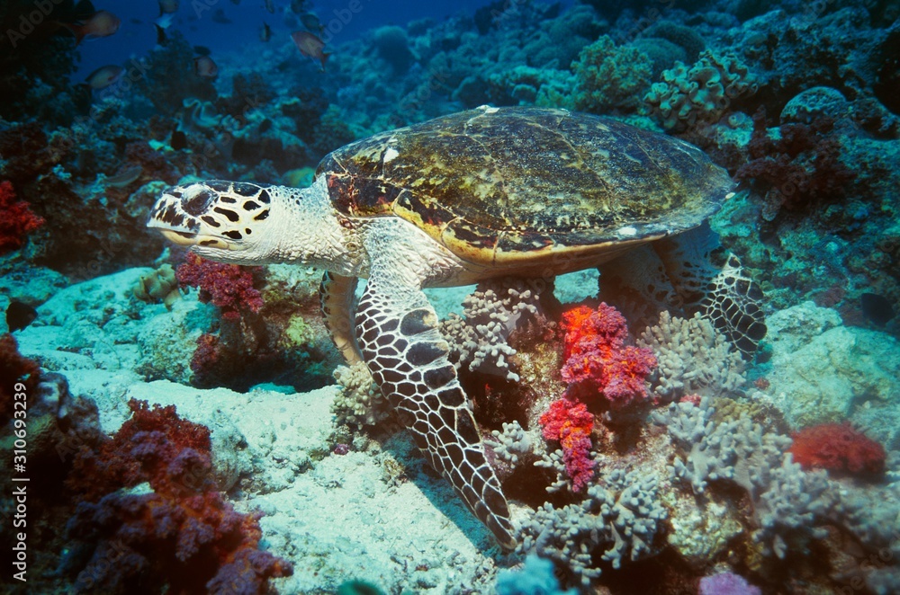 Fototapeta premium 13950017