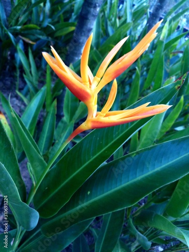 bird of paradise.Beautiful yellow flower with green leaves isolate in the garden.