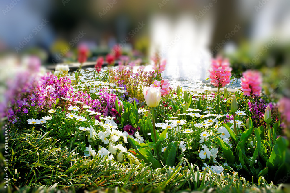 Obraz premium flowers in garden