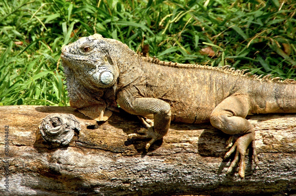 Green iguana also known as the American iguana