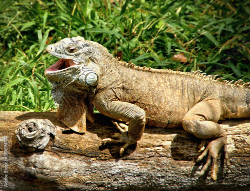 Green iguana also known as the American iguana © Vector