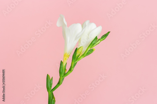 Tender white flower freesia on pink paper background. Minimal composition with one flower. Spring greeting card. Holiday concept with natural plant.