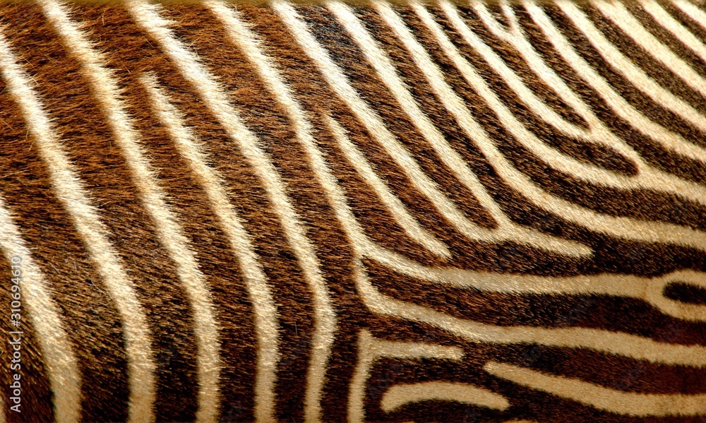 Zebra texture skin macro Zebra texture skin macro